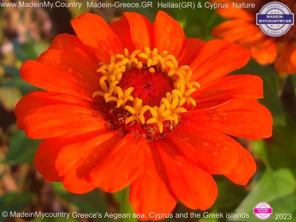 MadeinMycountry-MadeinMycountryNature-Flowers-Wildlife-MadeinMycountryNET-SayMadein2win-MadeinMycountryGR-Greece-Cyprus-Hellas